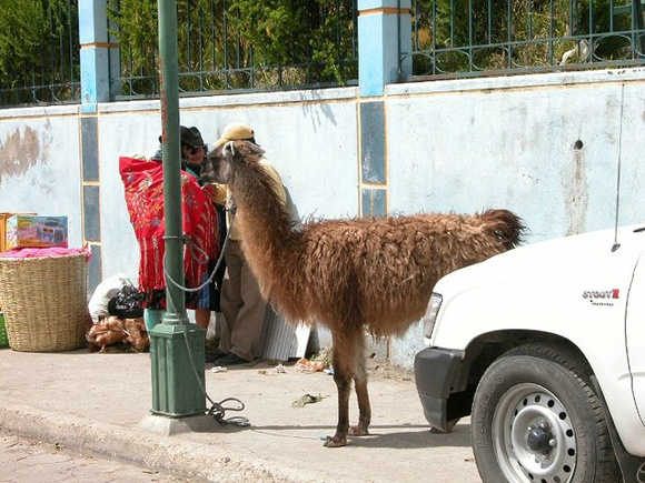 Parked Llama