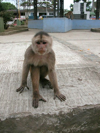 Misahualli Monkey